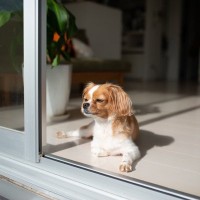 犬が窓の外を眺めているときの心理6選　どんなことを考えているの？飼い主ができる適切な対応とは