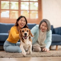 犬が突然部屋の中を走り出すのはなぜ？　5つの理由から注意点や対処法まで解説