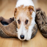 犬が飼い主のお出かけを邪魔する3つの理由とは　考えられる心理から効果的な対処法まで解説