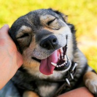 犬が『撫でてください』と伝えているサイン４つ　気付いてあげたい仕草から撫でることで得られるメリットまで