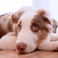 いつも一緒にいた子犬と、初めて離れ離れになった先輩犬が…健気すぎる『帰りを待つ光景』が泣けると26万再生「尊い…」「最高の関係性」