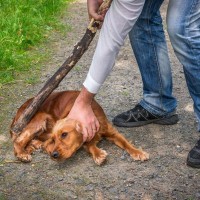 犬にしてはいけない『しつけ方』5つ　あなたもやってしまっているかも？正しい対処法までご紹介