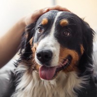 『寂しがり屋な性格の犬』の特徴4選　愛犬に辛い思いをさせないための対策とは？