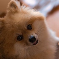 犬は自分の名前を理解しているの？　愛犬が感じていることから名前を付けるポイントまでご紹介