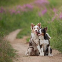 犬が『仲間』だと伝えているときのサイン6つ　味方ではないと判断されたときの行動までご紹介