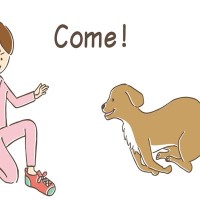 愛犬に『おいで』と伝えても来てくれないのはなぜ？ 反応がない原因や声掛けの必要性、改善方法までご紹介