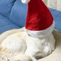 クリスマスなので『犬用のサンタ帽』を買った結果…想定外すぎる『まさかの光景』に4万いいね「誘拐されたんかｗ」「別の生き物で草」と爆笑