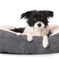 犬の『ベッド』やってはいけないNGな洗い方3選　清潔に保つためのポイントや洗濯のコツまで