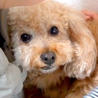 トリミングに行こうとしたら、犬が突然震え出して…『まさかの理由』が泣けるほど愛おしいと5万再生「愛情を感じる」「可愛さが限界突破」