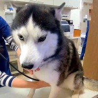 大型犬を病院へ→『注射される』と気付いてしまった結果…まさかの『心臓の音が聞こえないほど震える光景』が12万再生「ビビリアンハスキーｗ」