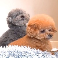 家に帰ったら、お留守番をしていた犬が…帰宅数分後に衝撃が走った『まさかの光景』が10万再生「想像超えてたｗ」「ツボすぎる」と大爆笑の声