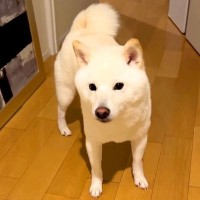 『嫌な予感がする』実家から帰宅したら、留守番していた犬が…まさかすぎる展開に679万再生の反響「そっちかいｗ」「浮気確信してて草」と爆笑