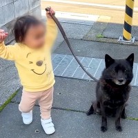 小さな女の子に『初めて犬のリードを持たせた』結果…まさかの『泣けるほど尊い光景』が101万再生「人間並みの気遣い」「涙出てきた」と感動