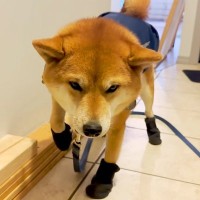 マイナス28度、極寒の中『犬の散歩』に行こうとしたら…仕方なく防寒着を着るワンコの様子が24万再生「解せぬって顔ｗ」「固まって可愛い」