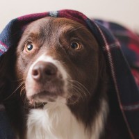 犬が驚いてしまう『NG行為』４つ　愛犬にストレスを与えかねない行動や改善策について