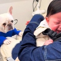 赤ちゃんがママの胸の中で号泣→見ていた犬が…『どうしたの？』と心配する光景が尊いと38万再生「自分も泣きそうな顔ｗ」「優しくてホッコリ」