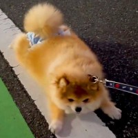 『お散歩が大嫌いな犬』を外に出してみたら…想像以上だった『散歩放棄レベルMAXな光景』が117万再生「道路掃除で草」「歩く気なさすぎｗ」