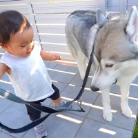 1歳の女の子に『ハスキー犬の散歩をさせてみた』結果…まさかの『完全に従えてしまう光景』が12万再生　大型犬と共に成長していく姿に反響