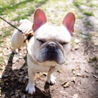 鼻がぺったんこの犬が注意すべき病気５つ　鼻ぺちゃが原因になる？知っておくべき予防法まで