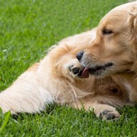 犬が自分の体をペロペロ舐める心理６つ　どんな理由があるの？病気の可能性まで解説