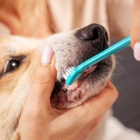 犬の『歯周病』サイン5選　症状が悪化しているときに見られる状態や治療法まで