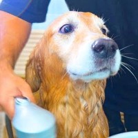 『お風呂が嫌すぎる大型犬』が…思った以上に『感情がすべて顔に出てしまう光景』が可愛すぎると12万再生「断固拒否の顔で草」「たまらんｗ」