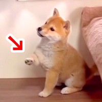 お兄ちゃんを毎日観察していた赤ちゃん犬が、真似をして…あまりにも尊い『まさかの光景』が103万再生「全員可愛い」「原理分かってなくて草」