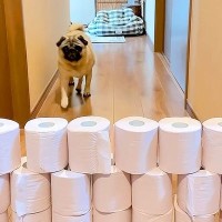 廊下にトイレットペーパーの壁を作成→犬が飛び越えるかと思いきや…まさかの『力業で破壊する光景』に62万再生「破壊後のドヤ顔で草」と爆笑