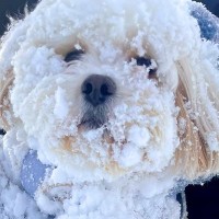 雪の中で遊びまくったら、犬が…衝撃的な『別の犬のようになってしまう光景』が1万いいね「やり切った顔で草」「凍ってる？ｗ」驚きの声も