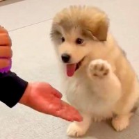 超大型犬の赤ちゃんに『おて』をさせてみた結果…完全に『動くぬいぐるみ』な光景が話題に「破壊的な可愛さ」「たまらん」と1万いいね集まる