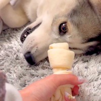 体調不良でダウン中、心配したハスキー犬が『宝物をくれた』結果…まさかの光景が110万表示「決意してて可愛すぎる」「いい子すぎ」と絶賛