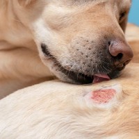 多くの犬がかかってしまう『皮膚病』４つ　他人事ではない？主な症状や予防策を知っておこう