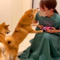 『ママがいない1日』を過ごした2匹の犬が、帰宅後に…涙が出る『尊すぎる光景』に86万再生の反響「健気すぎて…」「ママは偉大」と絶賛