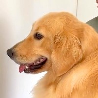 『賢い犬は壁に手をつけるらしい』ので2匹の大型犬で検証してみたら…切なすぎる『まさかの結末』が574万再生「爆笑」「顔面ビターンｗ」