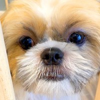 『絶対に幸せにする』売れ残っていた犬を飼った結果…『1歳の男の子と先輩犬との関係性』に反響「本当によかった」「可愛すぎる」祝福の声も