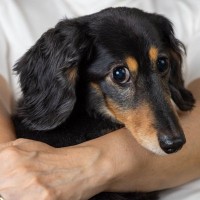 『メンタルが弱い犬』にすべきではないNG行為4つ　繊細な犬の特徴から飼い主がしてはいけない行動の理由まで