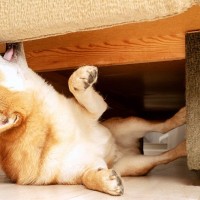 犬が家具をかじってしまう理由4つ　どんな心理が働いている？改善策から注意点までご紹介