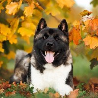 日本に数匹しか存在しない『超珍しい犬種』5種　見かけることもあるかも？特徴までご紹介