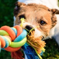 犬がおもちゃに唸る4つの心理とは　注意が必要なポイントから対処法までご紹介