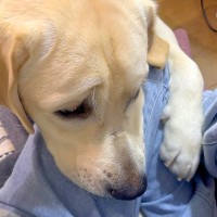 『大型犬と一緒に遊びに行こう』と思っていたら…勘違いで見せた『まさかの行動』に7万いいね「なんて切ないお顔…ｗ」「困り顔最高」と悶絶