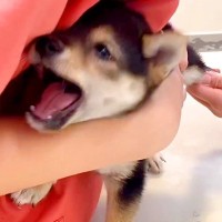 病院で赤ちゃん犬が『初めての注射』をした結果…想像以上に『大絶叫する光景』が3万再生「申し訳ないけど…めっちゃ可愛い」「頑張った」と絶賛