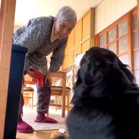 超おばあちゃんっ子な『37キロの超大型犬』を撮影した結果…ほっこりが止まらない『素敵すぎる光景』が13万再生「どちらも可愛い」「最高」