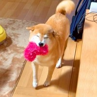 『犬がおもちゃをくわえて歩いてきた』と思ったら…とんでもなく尊い『悶絶級の歩き方』が102万再生「たまらん…」「見せてくるの最高」と絶賛