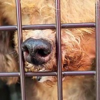 生まれた瞬間から『繁殖のためだけに使われた3歳の犬』を緊急レスキュー…手厚い保護の様子に涙が溢れると28万再生「救われてよかった」と賞賛