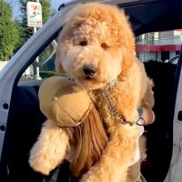 車に乗っている『超巨大な犬』を降ろそうとした結果…自分の大きさがわかっていない『赤ちゃんすぎる光景』が303万再生「想像以上にデカいｗ」