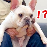 おじいちゃんがソファでくつろぎ中→犬を抱っこした結果…見たことがない『衝撃的な方法』が134万再生「組体操で草」「クセ強すぎるｗ」と爆笑