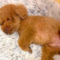 『足が痛いです…』と犬が訴えてきたので、仕方なく1人で寝ようとしたら…バレバレすぎる仮病とまさかの理由が73万再生「甘えた病」「可愛すぎ」