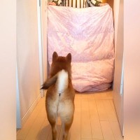 『パパが…消えた！？』犬に"目の前から消えるマジック"をしてみた結果…想像以上に焦りまくる姿と尊い結末が1090万再生「必死すぎて草」