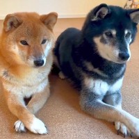 2匹の柴犬を横に並ばせて指示すると…？信じられない程の『完璧なシンクロ』をする光景が116万再生「すごすぎる」「上目使いたまらん」と悶絶