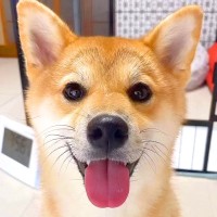 『1年間、毎日愛犬の写真を撮ってみた』結果…365日間の『愛くるしい変化』が30万再生「素敵」「ずっと可愛い」「愛情あふれてる」と絶賛